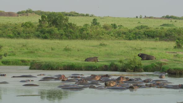 Hippopotamus pod and African buffalos