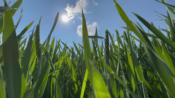 Green Wheat Stalks Blow in the Wind