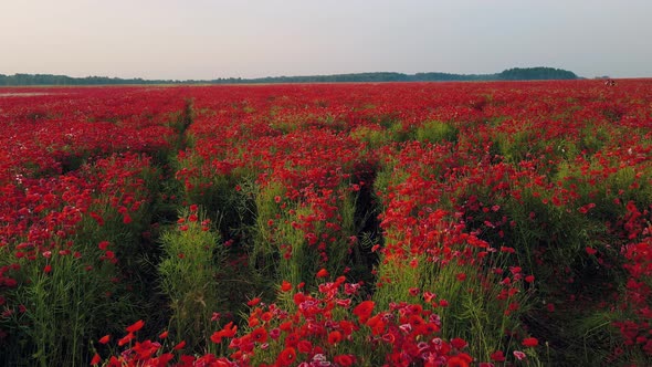 poppy field at sunrise many red flowers summer