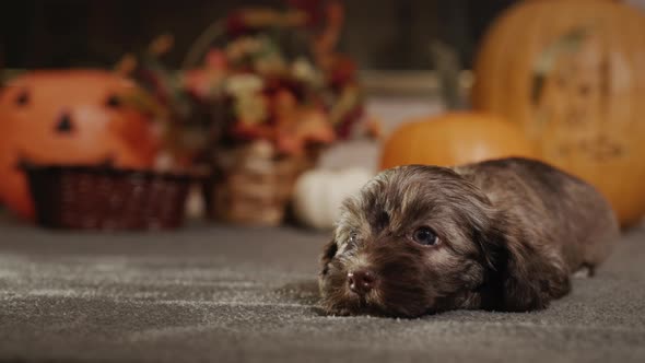 A Cute Little Puppy Lies on the Floor Against a Backdrop of Pumpkins