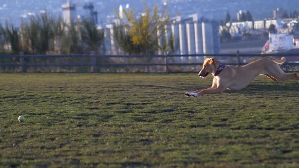 Brown Dog Runs And Picks Up A Ball At The Field. slow motion, tracking shot