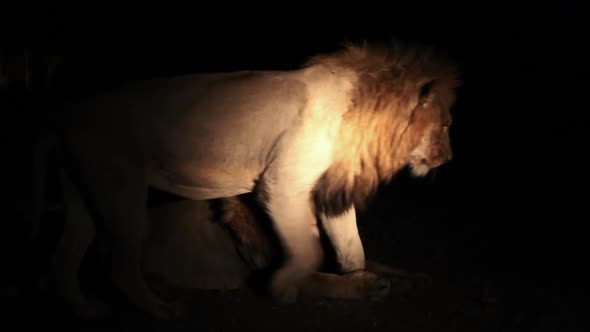 Lion Brothers Lit By Spotlight at Night