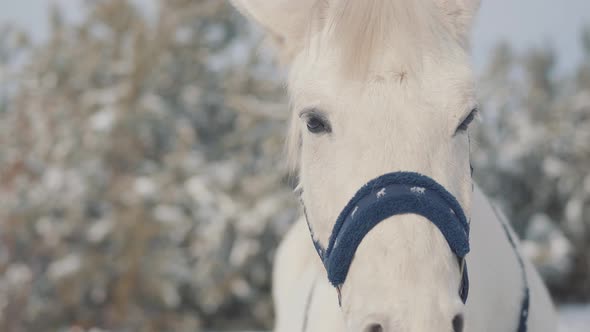 Close Up Adorable Muzzle of a White Horse Standing on a Country Ranch