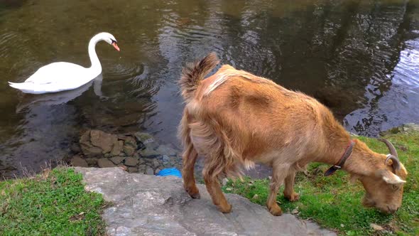 Swam Swimming Past Brown Goat Eating Grass At Ordes Park In Coruna, Spain