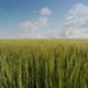 Field of Green Millet with Sky in the Background - VideoHive Item for Sale