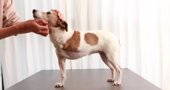 Woman Stroking Jack Russell Terrier Dog Without Paw