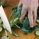Close Up Knife Cutting Fresh Green Broccoli - VideoHive Item for Sale