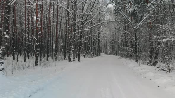 Snowcovered Road in the Winter Forest