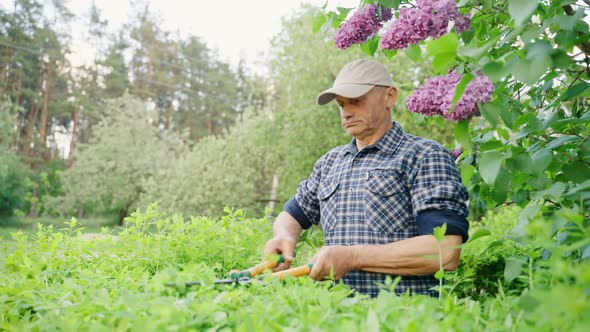 Gardener Male Pruning Decorative Bushes with Trimming Shears in Private Yard