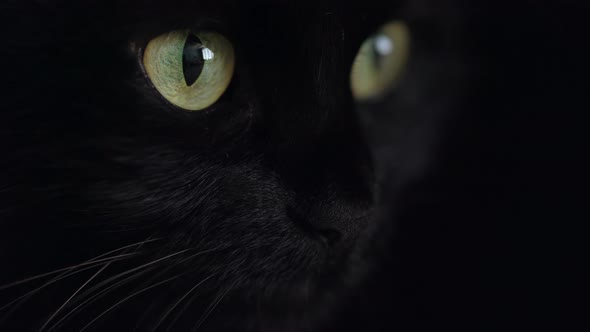 Close Up Portrait of a Black Fluffy Cat with Green Eyes