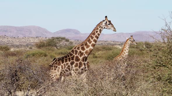 Footage of a giraffe in the kalahari region of south africa