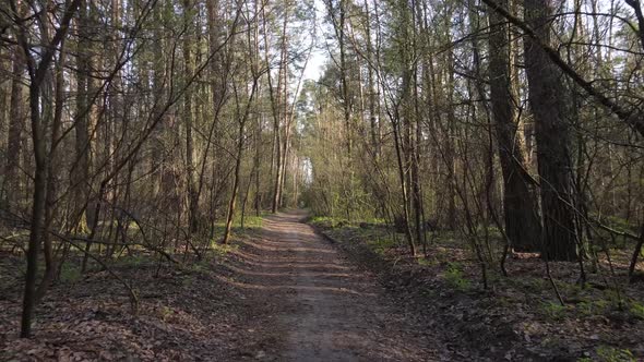 Aerial View of the Road Inside the Forest