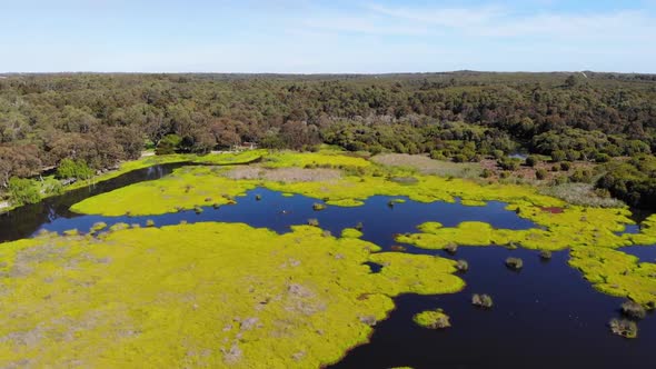 Aerial View of a Swamp