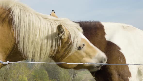 Two Horses in Nature, a Close Up of a Light Brown Horse As It Gently Bites and Cleans Another Horse.