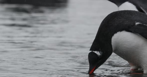 SLO MO MS Gentoo Penguin (Pygoscelis papua) chicks drinking water / Cuverville Island, Antarctica