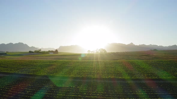 Flying low over green vineyards, sunrise sun rays, winelands, Stellenbosch