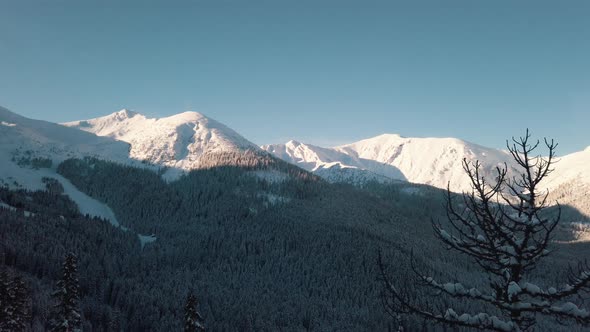 Tree Branches Covered With Snow In Forest Against Snowy Mountains  Clear Blue Sky