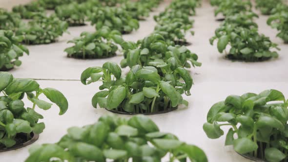 Growing basill and herbs in hydroponic system, seed pods made of rock wool