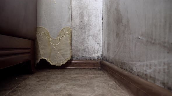 A black fungus in form of mold grows and spreads on a white wall in apartment.