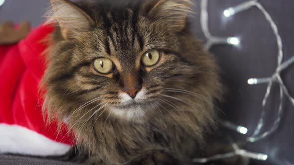Close Up Portrait of a Tabby Fluffy Cat Dressed As Santa Claus Lies on a Background of Christmas