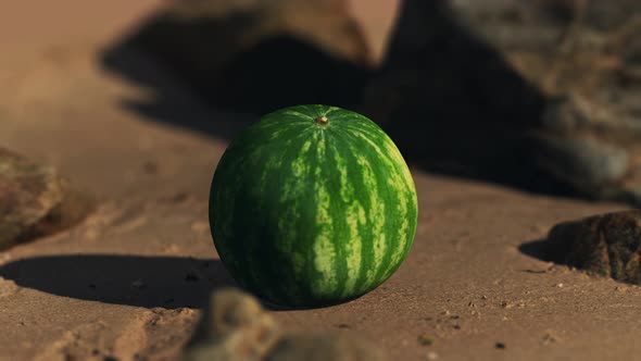 Big and Juicy Watermelon on the Beach Sand