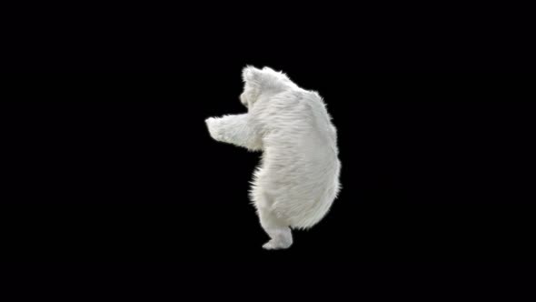 142 White Bear Dancing 4K