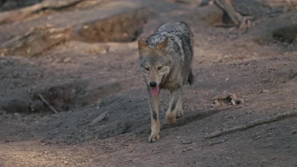 Wild Wolf In The Forest