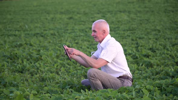 Senior Agronomist or Farmer with Tablet Examines Soybean Growth