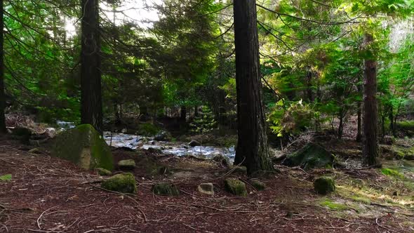 Beautiful Green Forest