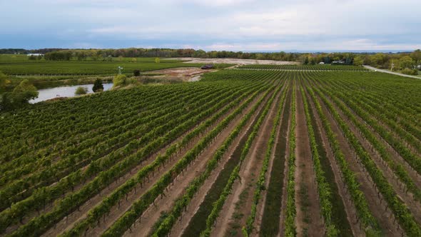 Aerial view of the vineyard by the pond with forest in the distance