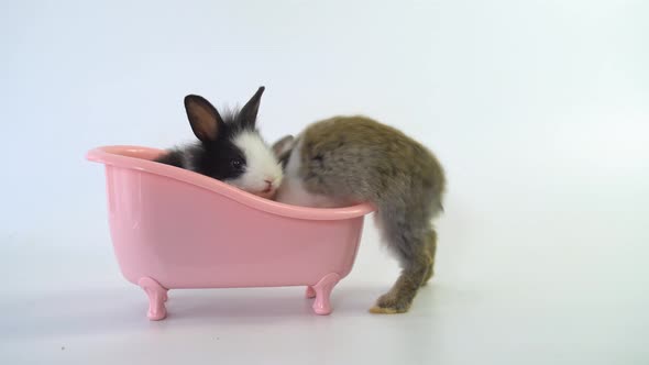 ฺBunnies animal small bunnies easter is sitting and standing in a pink bathtub and funny animal 