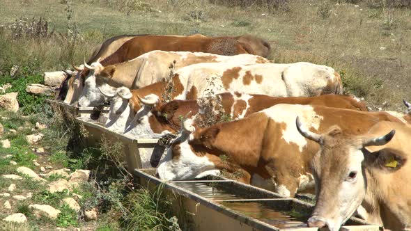 Cows Drinking Water