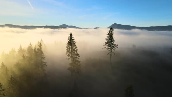 Foggy green pine forest with canopies of spruce trees and sunrise rays shining through branches