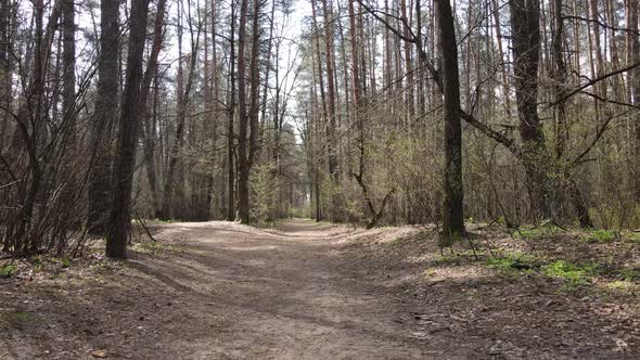 Road in the Forest During the Day Slow Motion