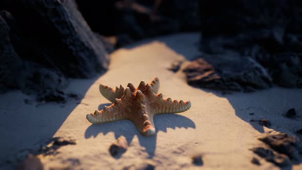 Starfish on Sandy Beach at Sunset