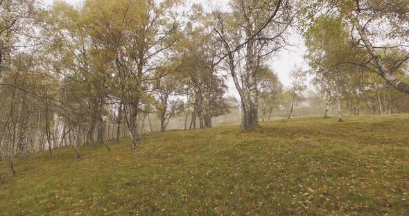 Walking Outdoor Thru Trees in Woods Forest with Bad Weather Fog Overcast Day