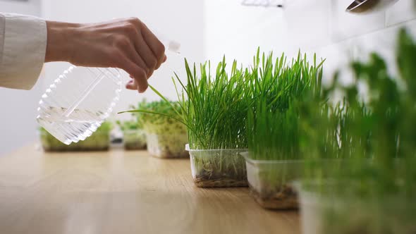 Hand Watering Sprays Green Home Grown Organic Vegetation. Healthy Food At Home