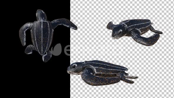 Leatherback Turtles Newborn Set.