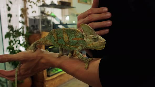 Holding chameleon in hands.