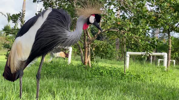 crown crane bird animal wild life