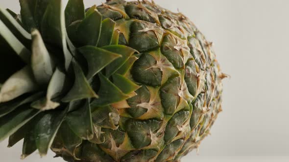 Laid down pineapple plant crown and body 4K 2160p 30fps UltraHD tilting footage - Slow tilt on anana