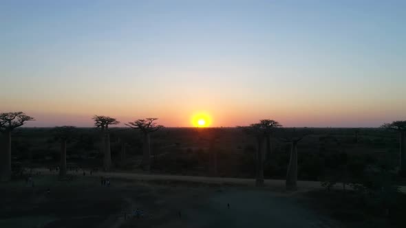 Avenue Of The Baobabs Morondava Madagascar 41