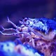 Kamchatka crab close-up. Paralithodes camtschaticus moves antennas. Underwater shooting. - VideoHive Item for Sale