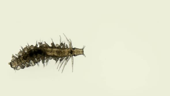 Worm Larva at Nektoheta Stage Under a Microscope, Class Polychaeta, Family Phyllodocidae