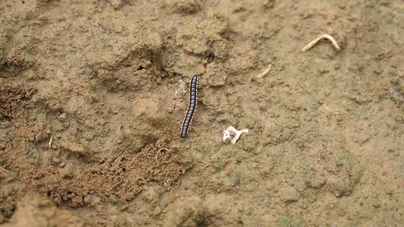 Flat-Backed Millipede