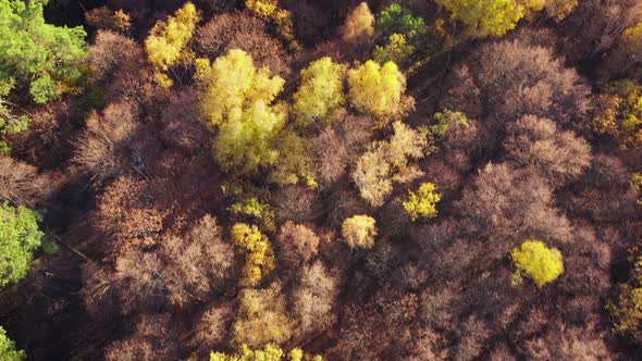 Aerial View on Car Driving Through Autumn Forest Road