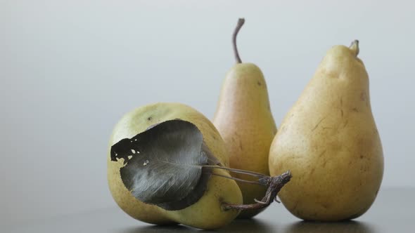 Pears swith peduncles on the table 4K 2160p UltraHD tilting footage - Close-up group of organic frui