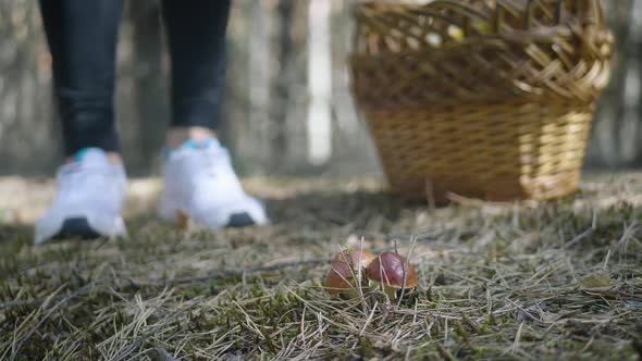 Young Woman Gathers Mushrooms in the Forest. A Girl Cuts a Edible Mushroom in a Forest with a Knife