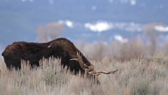 Bull Moose in the Wyoming wilderness moving through the bush