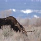 Bull Moose in the Wyoming wilderness moving through the bush - VideoHive Item for Sale